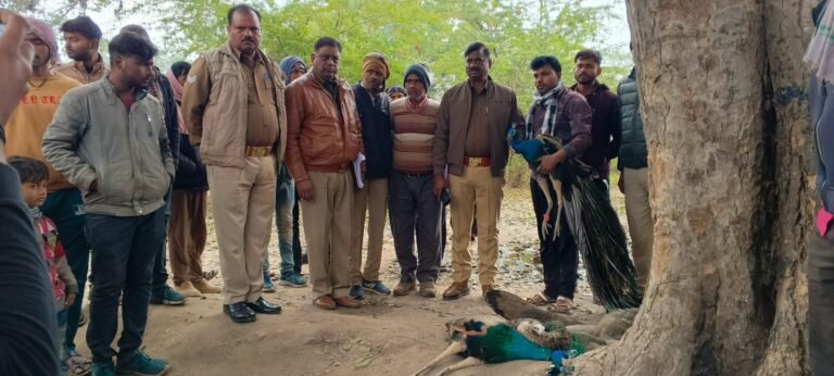 बमनुआ में 4 राष्ट्रीय पक्षी मोरों की हुई मौत, 2 की हालत नाजुक ग्रामीणों ने की मदद