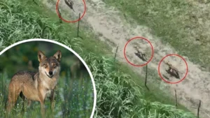 bahraich-wolf-terror