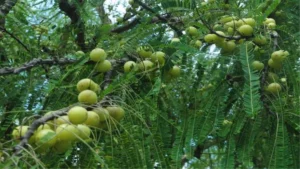 27_07_2022-amla_22925960