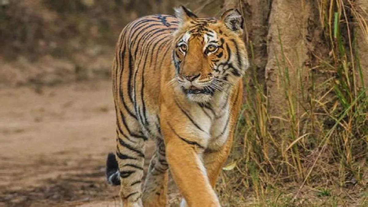 उत्‍तराखंड के इस जिले में बाघ का आतंक