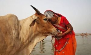 cow2