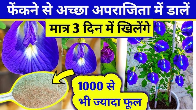 अपराजिता लगाने के लिए एकदम परफेक्ट है बारिश का मौसम, इन 3 तरीकों से केयर करने पर पत्तियों से अधिक खिलेंगे फूल