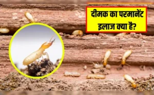 tko1ikeg_termites_625x300_09_July_25